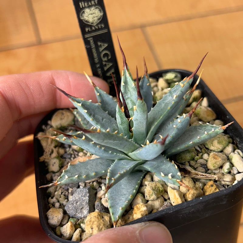 アガベ 超コンパクト 青葉 パラサナ×ネバデンシス ハイブリッド