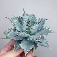 アガベ 鰐亀 裏表ブツブツ 裏棘 子株 | アガベ専門店 Heart plants.