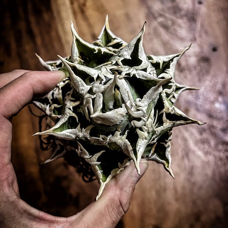 Heartplants Heartplants