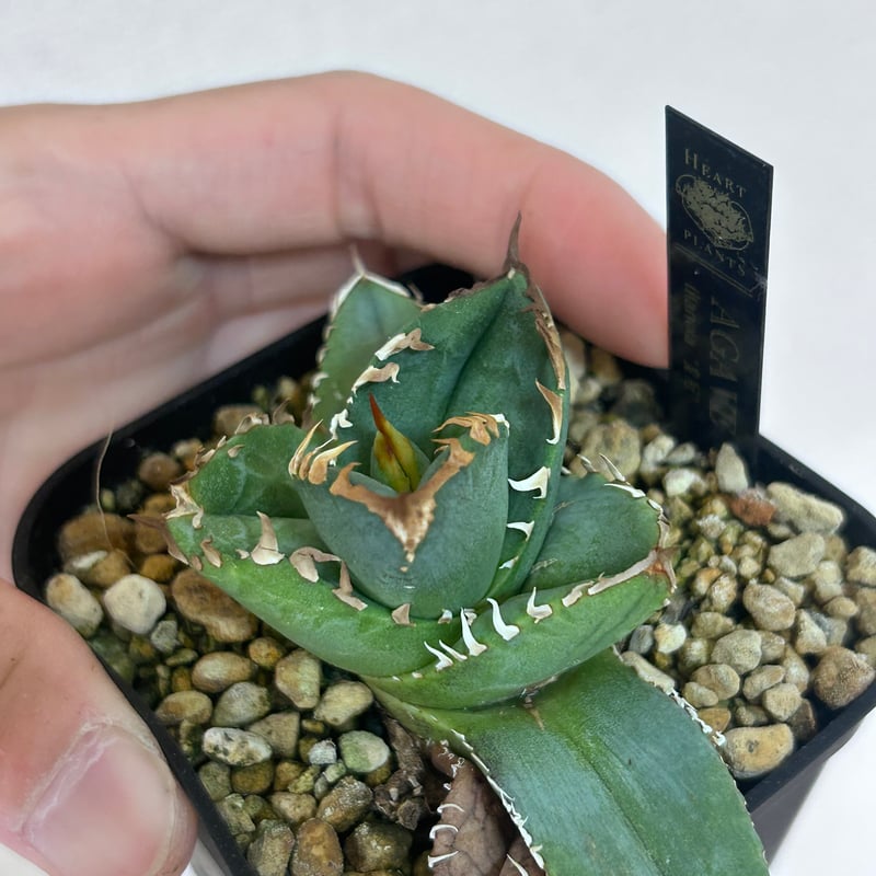 アガベ オテロイ crown 皇冠 | アガベ専門店 Heart plants.