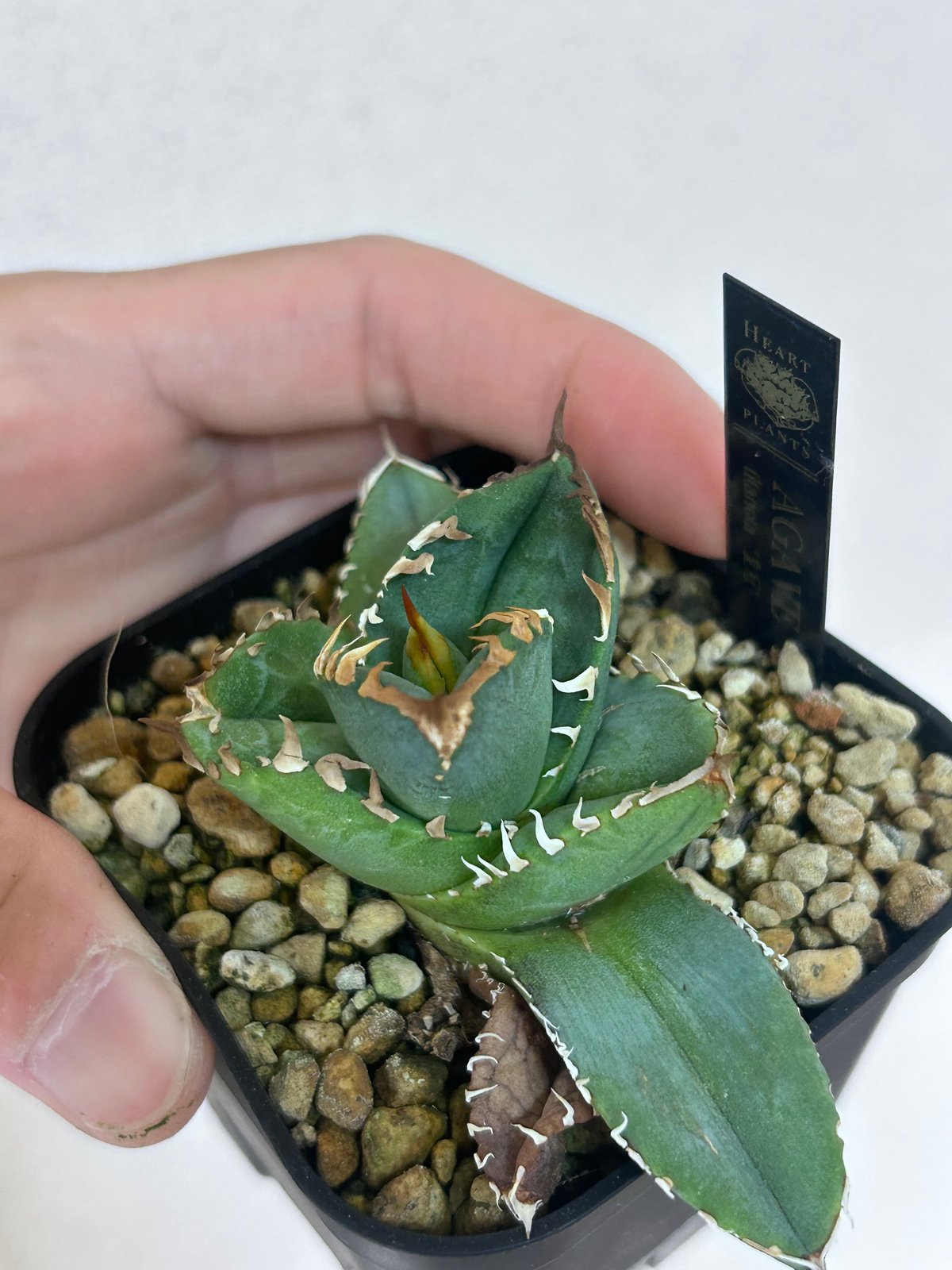 アガベ オテロイ crown 皇冠 | アガベ専門店 Heart plants.