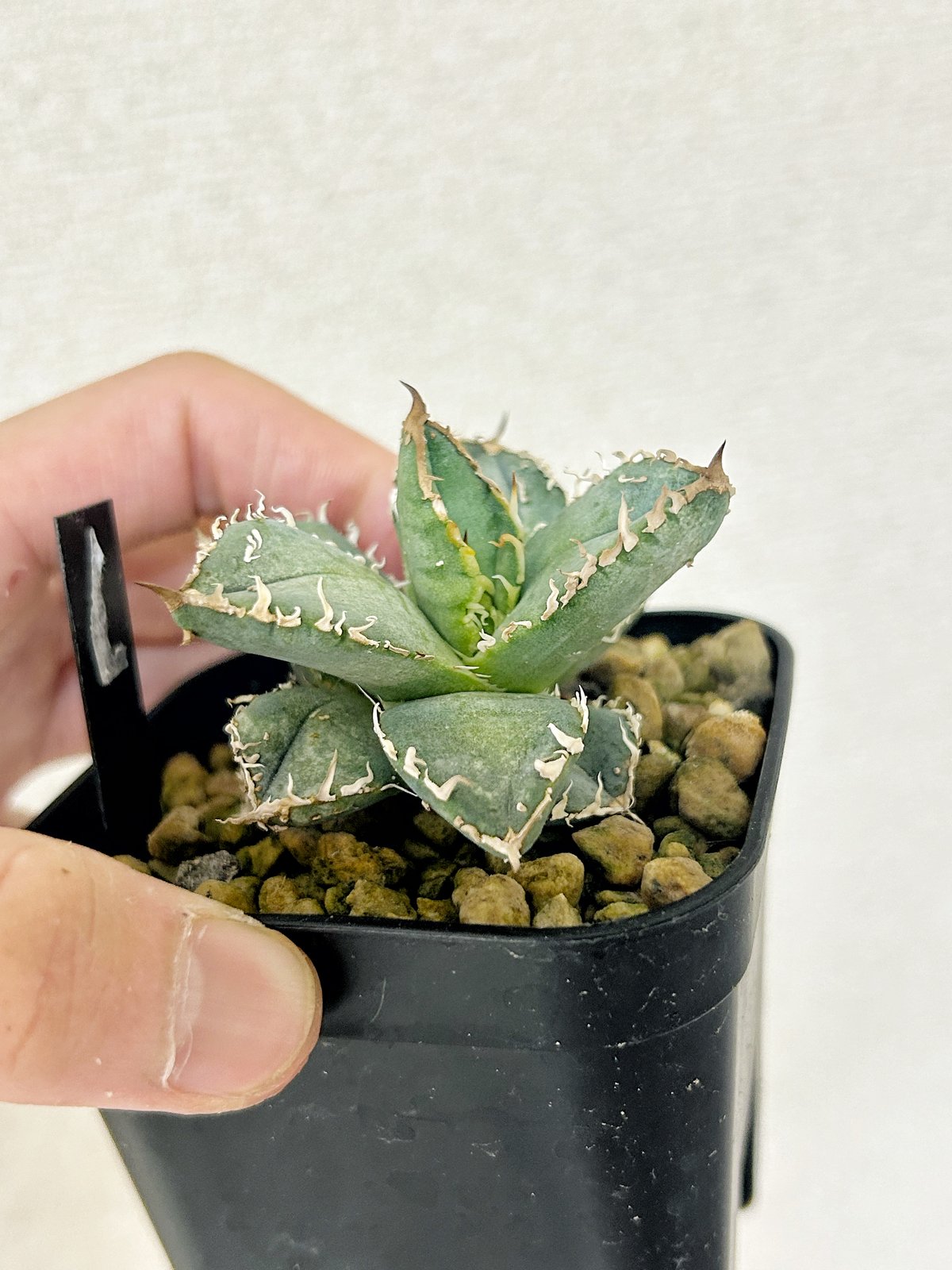 アガベ　こばりょう アガベHP030 青葉ブツブツ 蒼鱗 子株 | アガベ専門店 Heart plants.