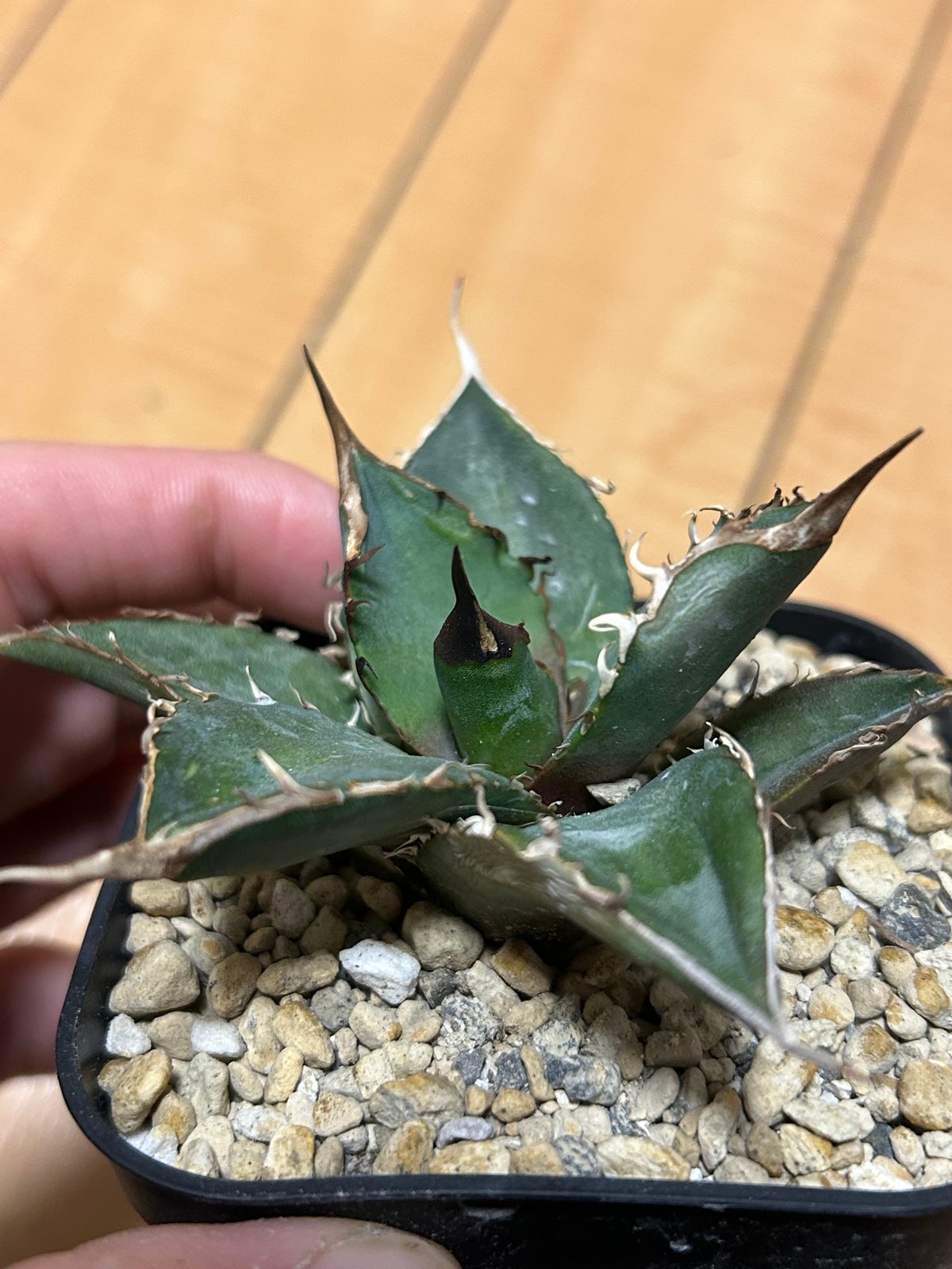 アガベ 緑犀牛 | アガベ専門店 Heart plants.