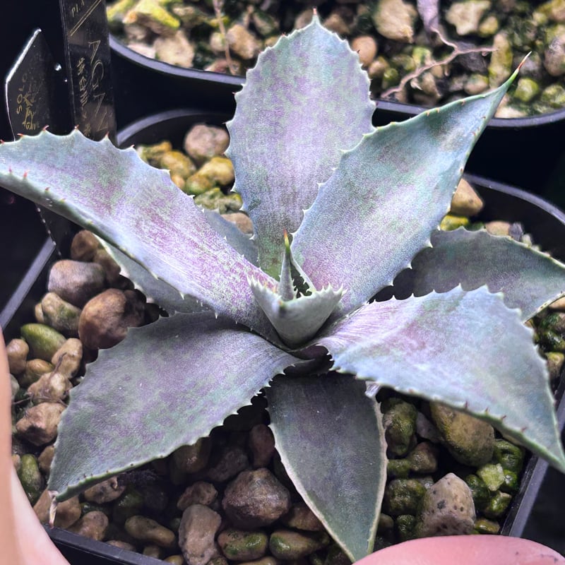 姫雷帝×（瀧雷×紫乃君）特別選抜 アガベ子株ハイブリッドhybrid agave アガベ 特白肌×紫瀧雷（紫の君×瀧雷）ハイブリッド | アガベ専門店