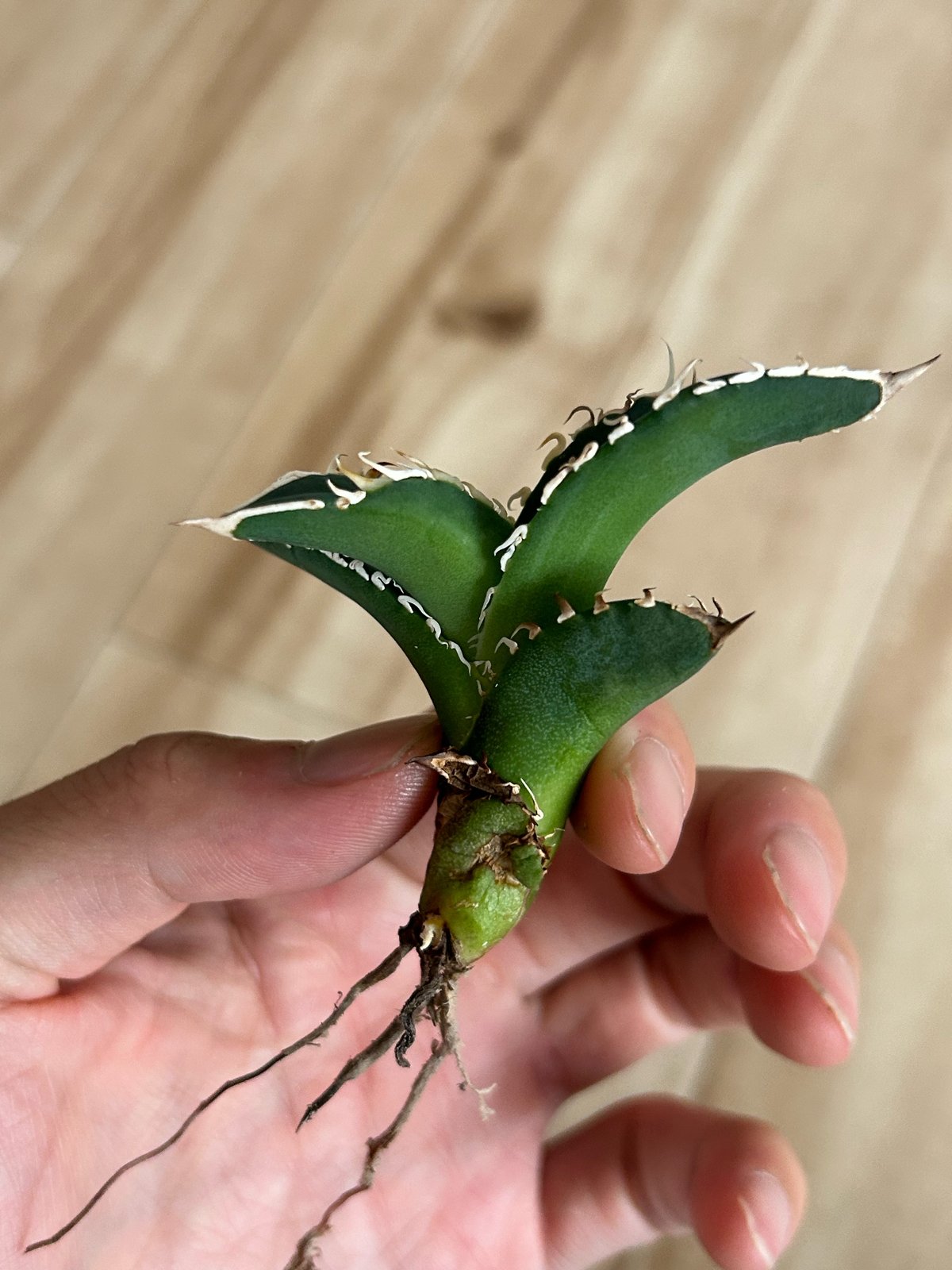 アガベ 穿山甲 センザンコウ 裏棘 トップ極太 コレクション株