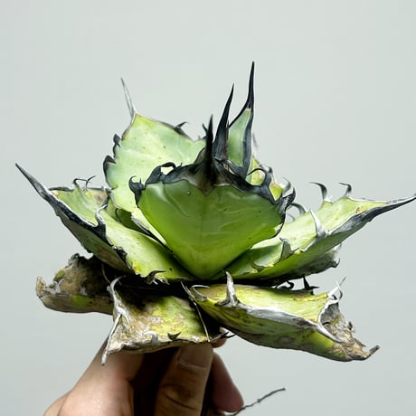 アガベ専門店 Heart plants.