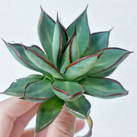 CATEGORY Agave | アガベ専門店 Heart plants.