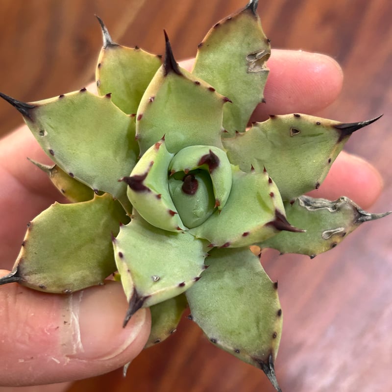 アガベ　イシスメンシス突然変異斑「YellowTorch」 アガベ イシスメンシス突然変異斑「YellowTorch」 - メルカリ