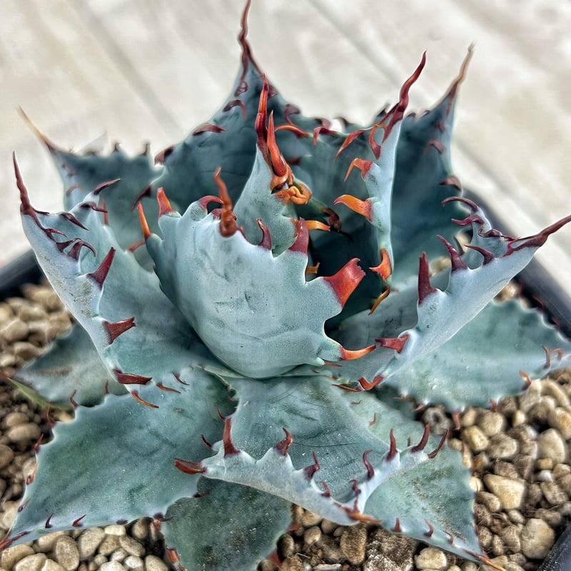 アガベ 特白肌×屈原 A68 huplantsタグ付き | アガベ専門店 Heart plants.