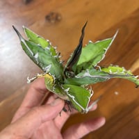 アガベ 胖鯨 パンジン | アガベ専門店 Heart plants.