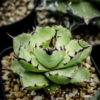 アガベ オバティフォリア オルカ 子株 | アガベ専門店 Heart plants.