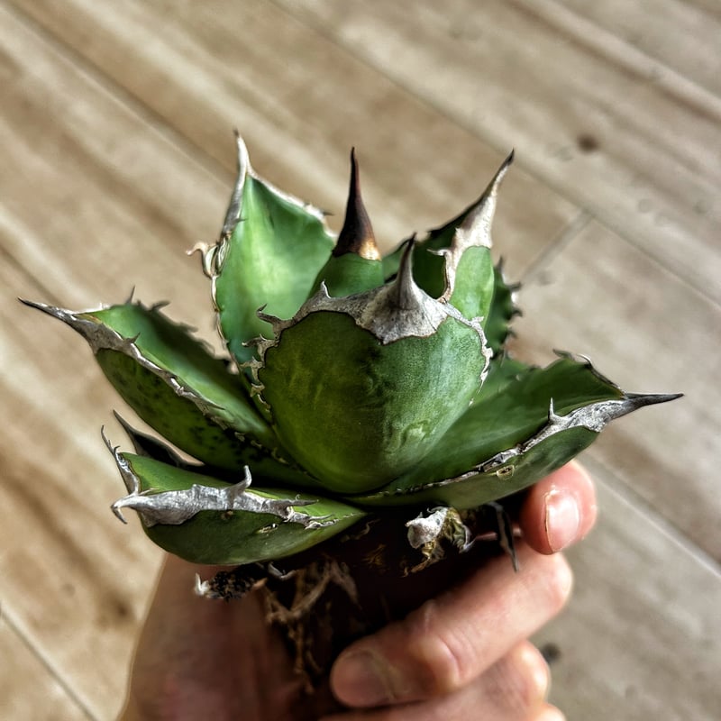 アガベ オアハカオテロイ 肉厚個体 | Heartplants 