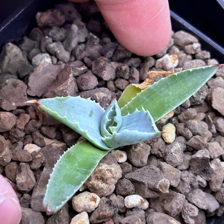 CATEGORY Agave | アガベ専門店 Heart plants.
