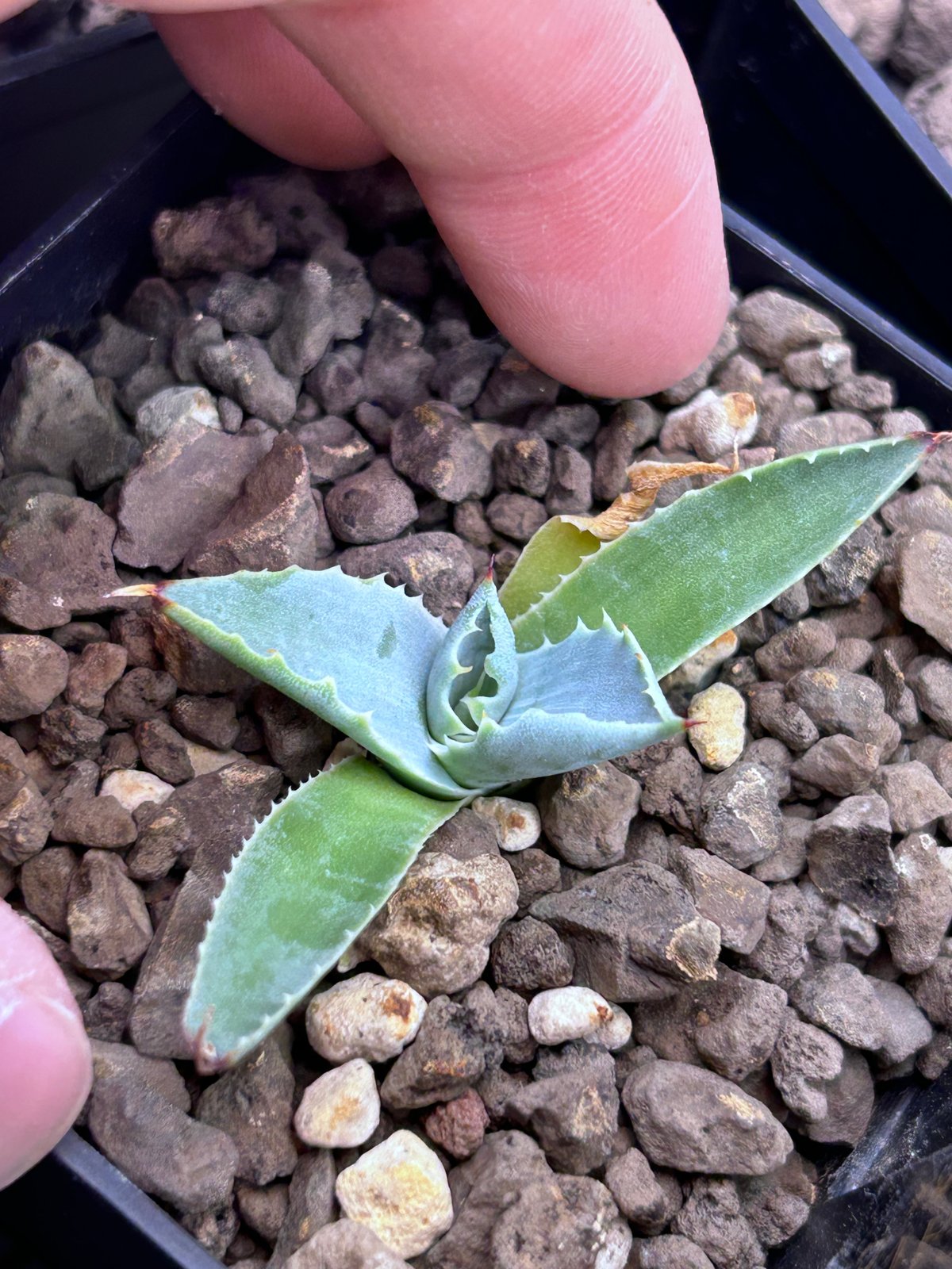 アガベ 実生 少し青葉 アガベ 特白肌×妖炎 実生 ハイブリッド 青葉 | アガベ専門店 Heart plants.