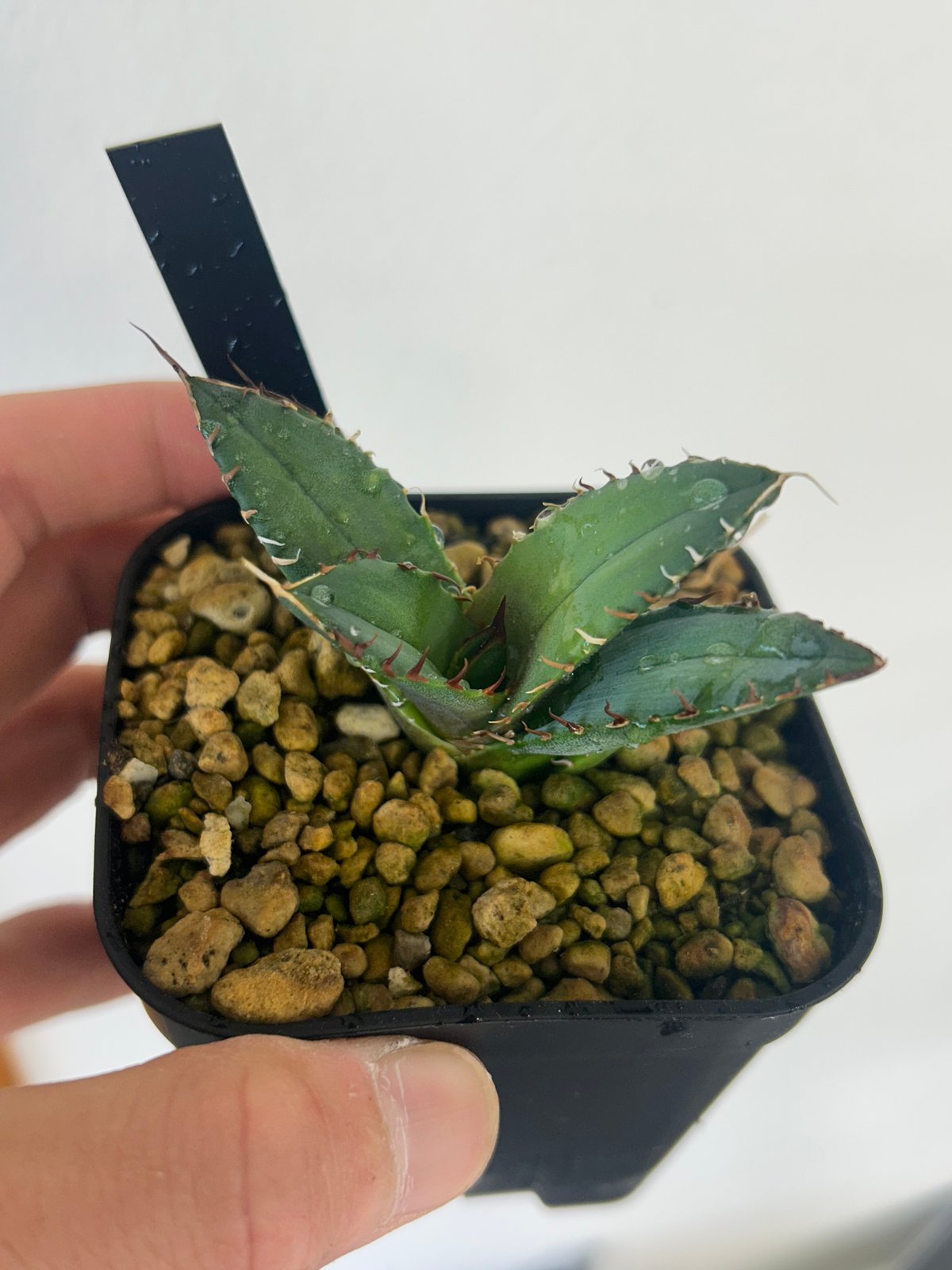 皇冠　アガベ　子株付き親株　現在植替え後発根済み 2025年最新】皇冠 子株の人気アイテム - メルカリ