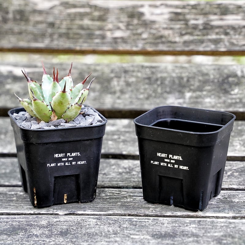 Heart plants plastics slitpot 90浅鉢 3個セット | アガベ専