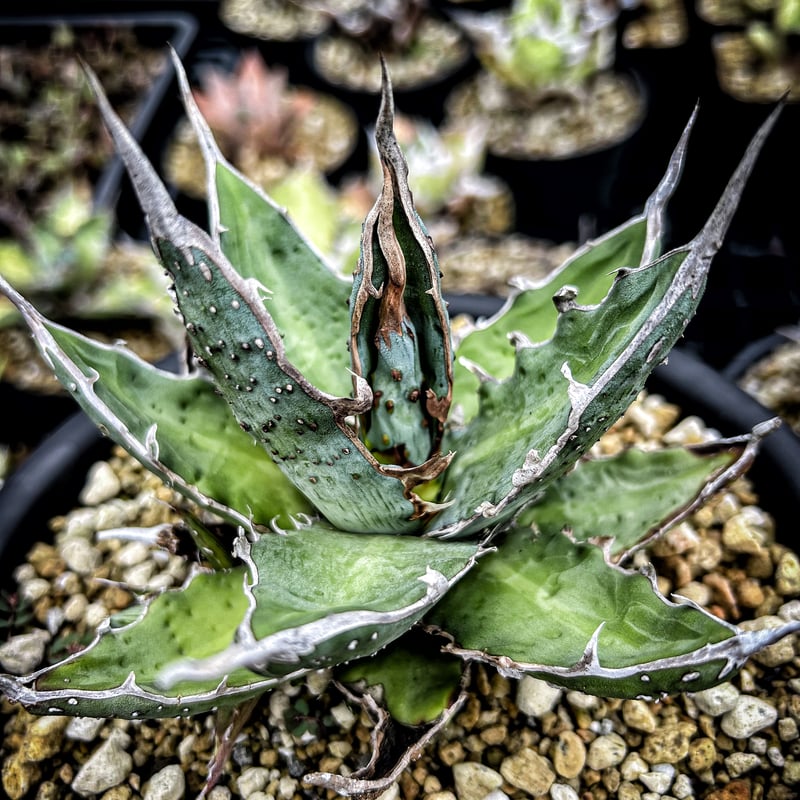 アガベ 超ブツブツ裏棘 特選キシロナカンサ | アガベ専門店 Heart plants.