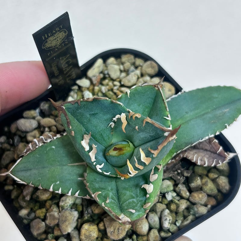 アガベ オテロイ crown 皇冠 | アガベ専門店 Heart plants.
