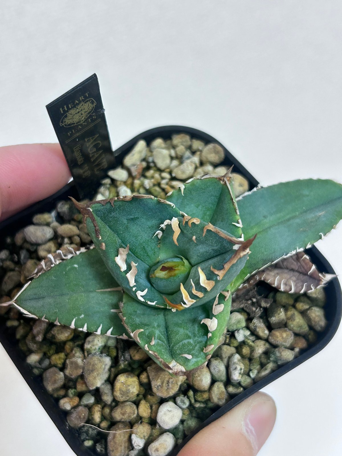 アガベ オテロイ crown 皇冠 | アガベ専門店 Heart plants.