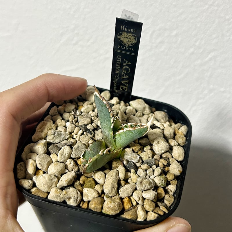 アガベ ウリエル実生 子株 【公式通販】