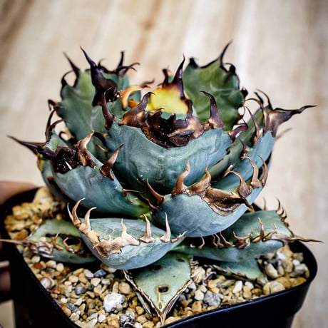 シュリベイマタペンシス 実生選抜株　極白肌・美株 シュリベイマタペンシス 実生選抜株 極白肌・美株 2026年最新】シュリ