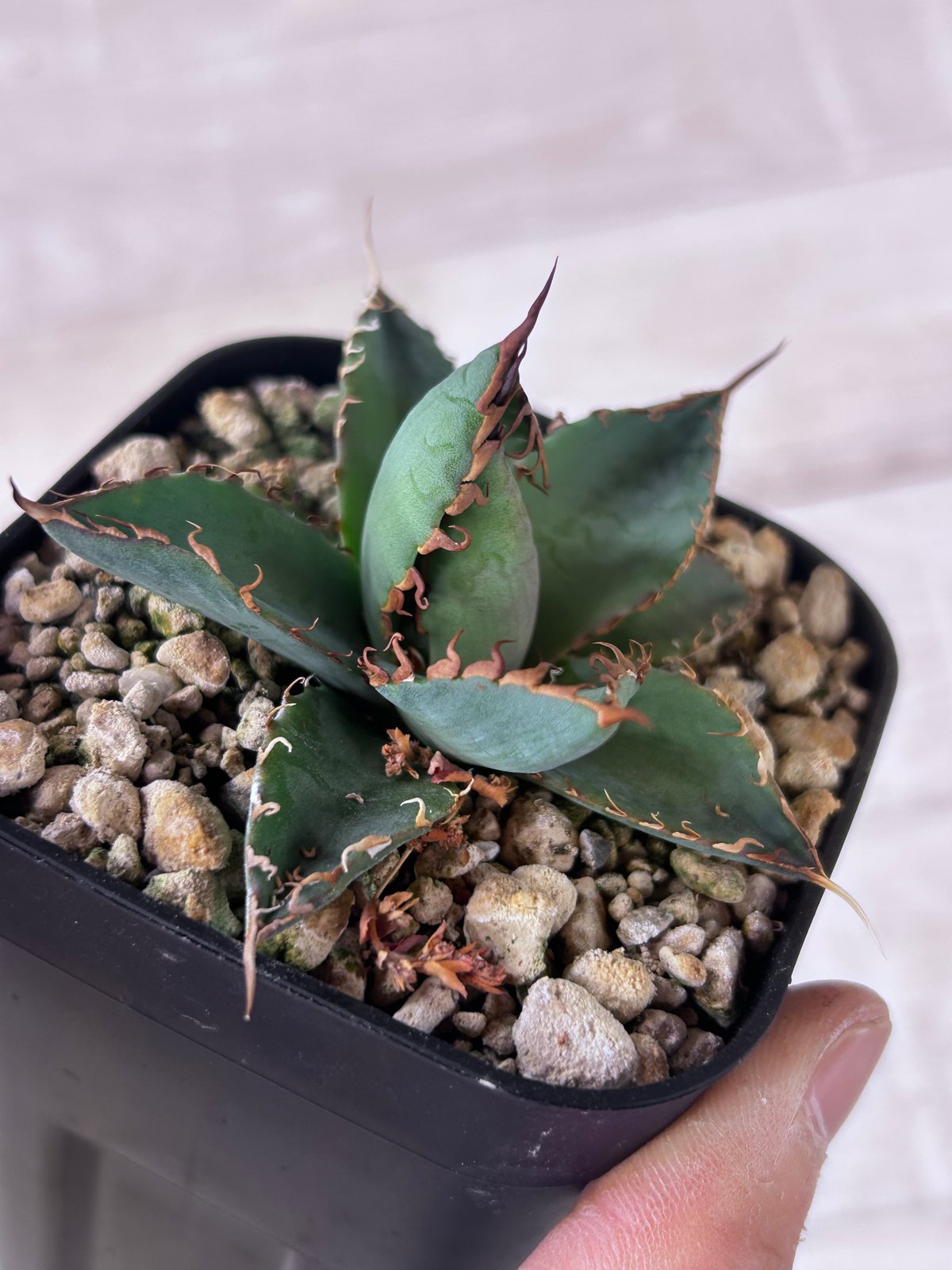 アガベ 妖炎×BB ハイブリッド 実生 | アガベ専門店 Heart plants.