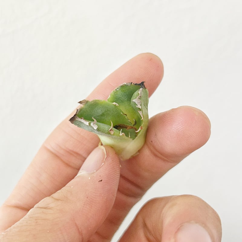 アガベ オテロイ crown 皇冠 | Heartplants アガベ オテロイ crown 皇冠 | Heartplants