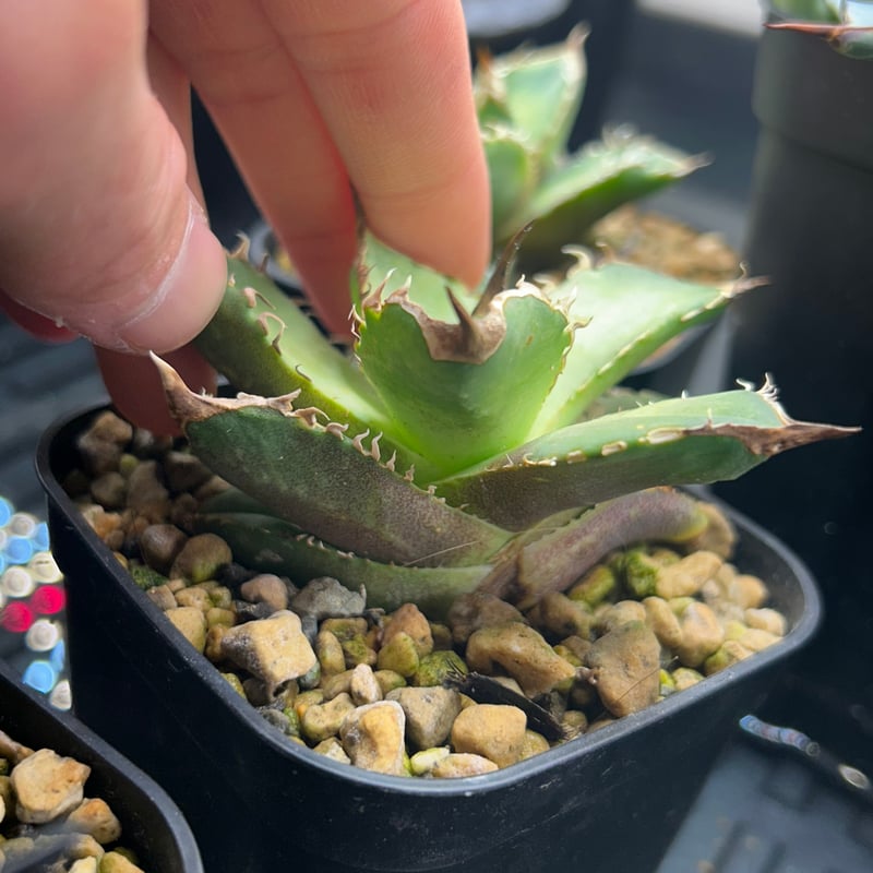 y*i様 アガベ　奇跡の株スナグルトゥース　ホホジロザメ　キングアーサー　ぶつぶ y*i様 アガベ 奇跡の株スナグルトゥース ホホジロザメ キングアーサー