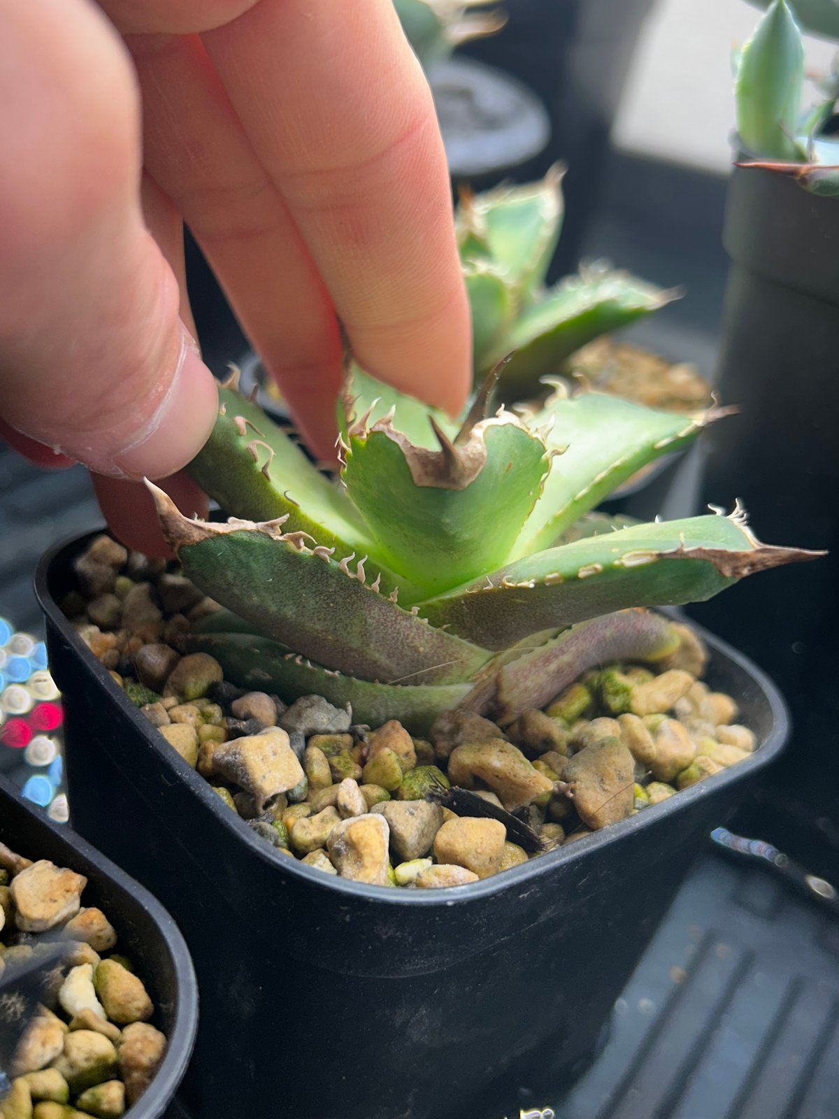 アガベ King Arthur キングアーサー 発根済み | アガベ専門店 Heart pla