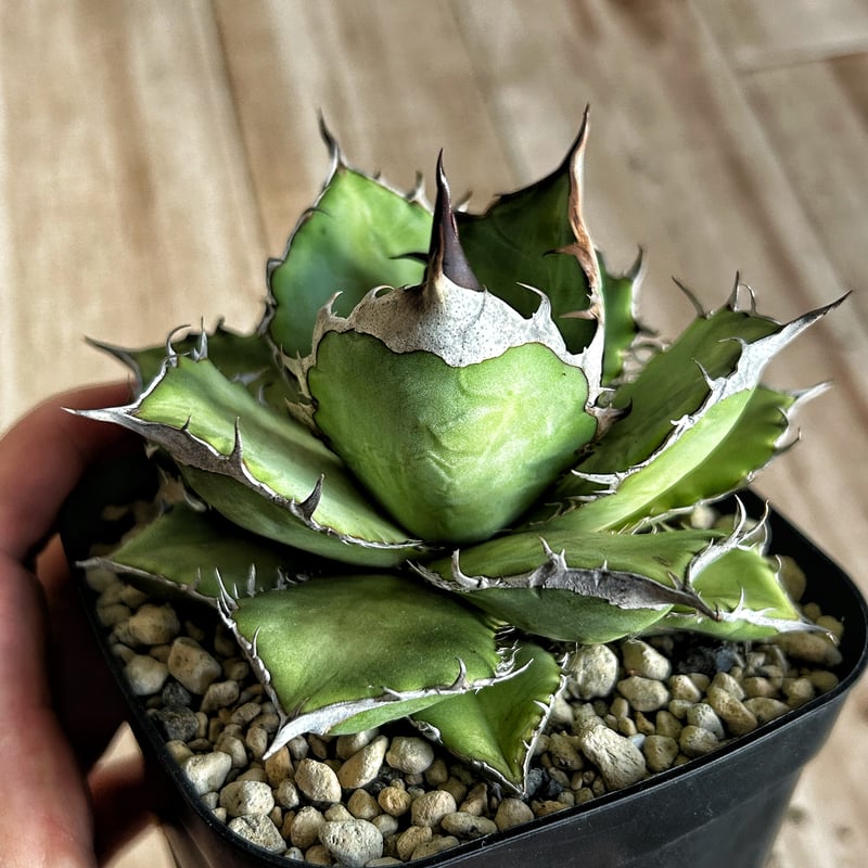 アガベ ウリエル実生 オアハカオテロイ 選抜個体① | Heartplants アガベ ウリエル実生 オアハカオテロイ 選抜個体① | Heartplants