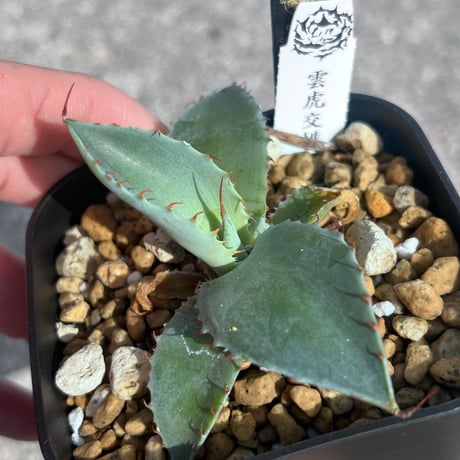 CATEGORY Agave | アガベ専門店 Heart plants.
