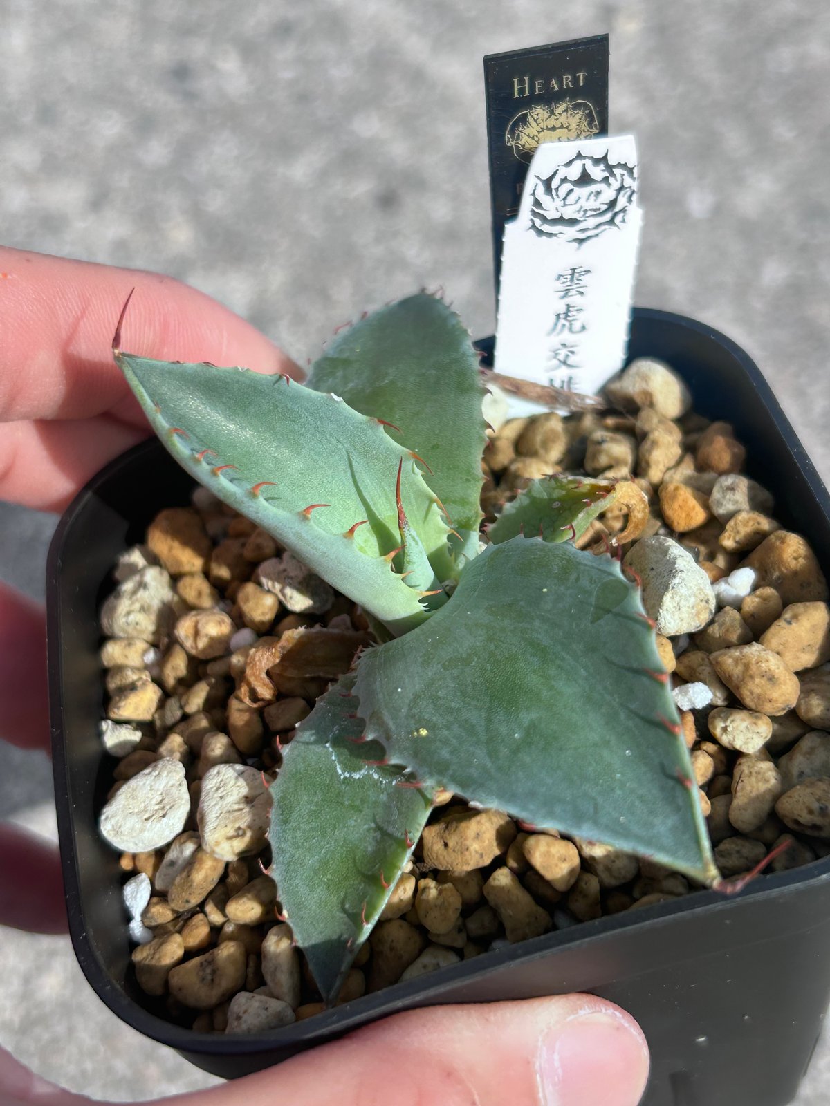 アガベ 雲虎甲蟹×排刺屈原 New hybrid | アガベ専門店 Heart plants.