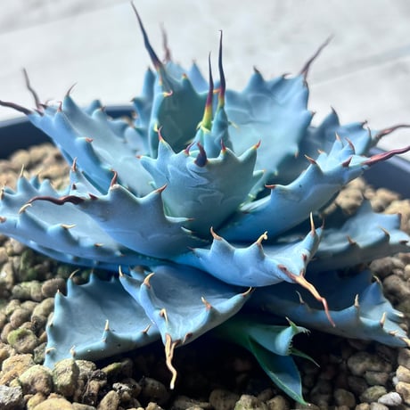 アガベ専門店 Heart plants.