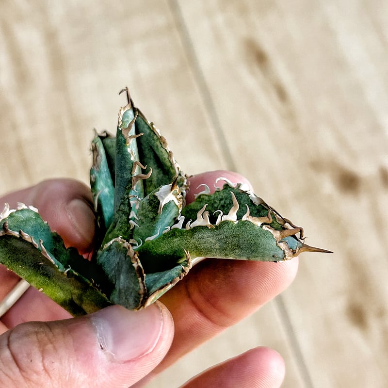 アガベagave 毒蛇