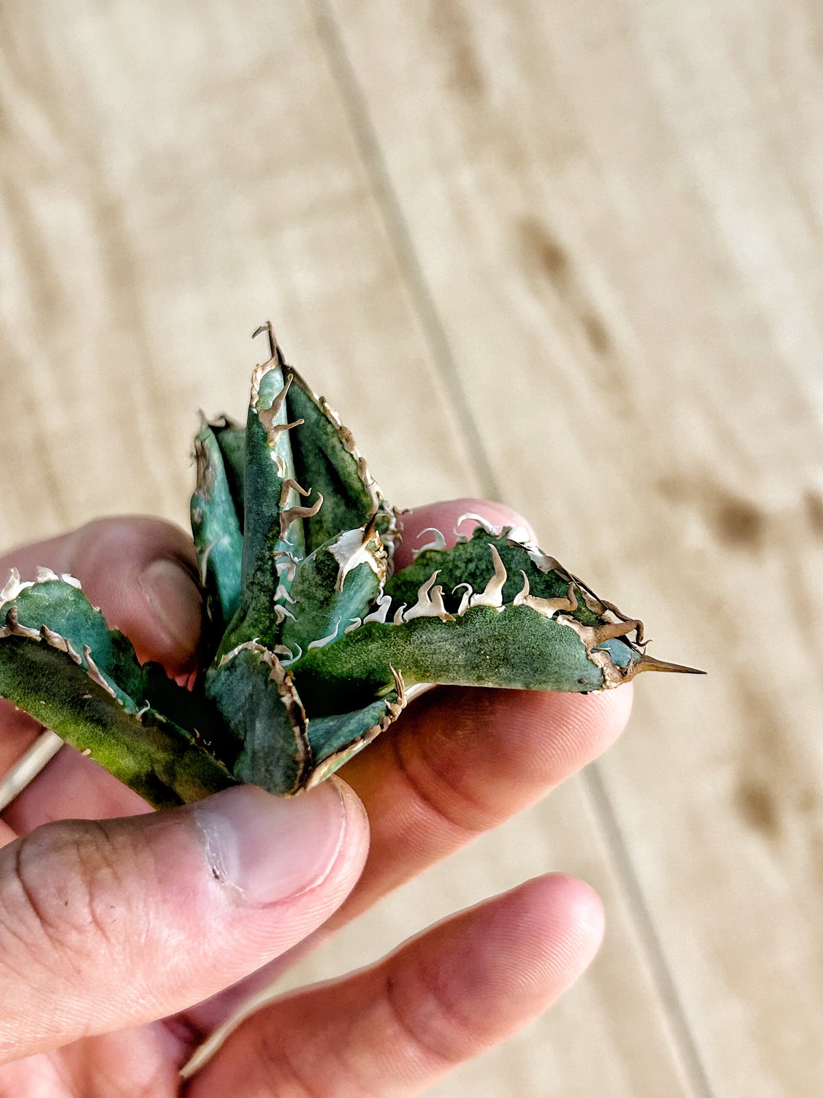アガベ　agave 毒蛇 アガベ 毒蛇 