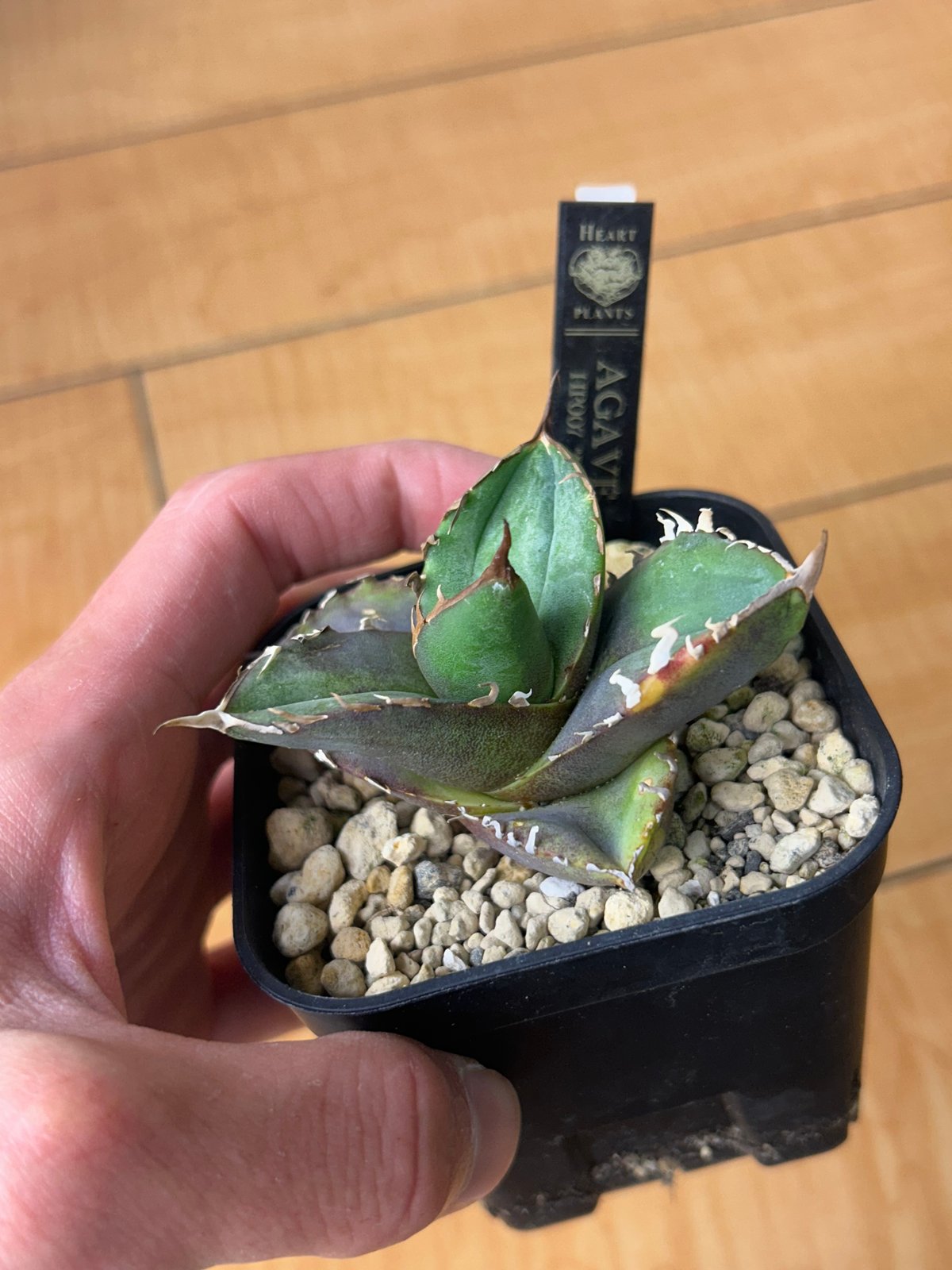 アガベ 特別 12株セット アガベ12株セット