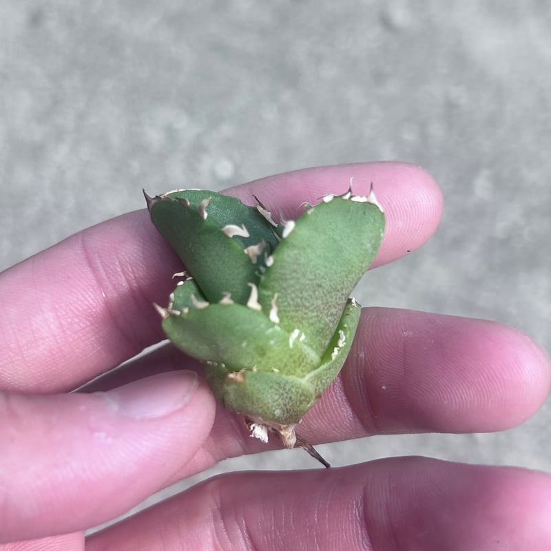 アガベ　追星　子株付き COK cg01 Agave cg01 COK/追星 極上株 | Hobbies Plant
