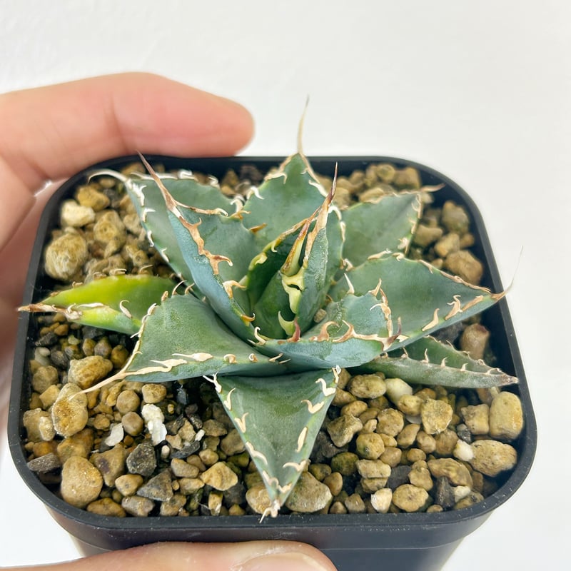 アガベ Agave BB×エボリスピナハイブリッド 子株 アガベ Agave BB×エボリスピナハイブリッド 子株 Agave hybrid