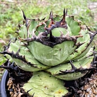 アガベ Denis007 ギドラ 魏怒羅 子株 | Heartplants