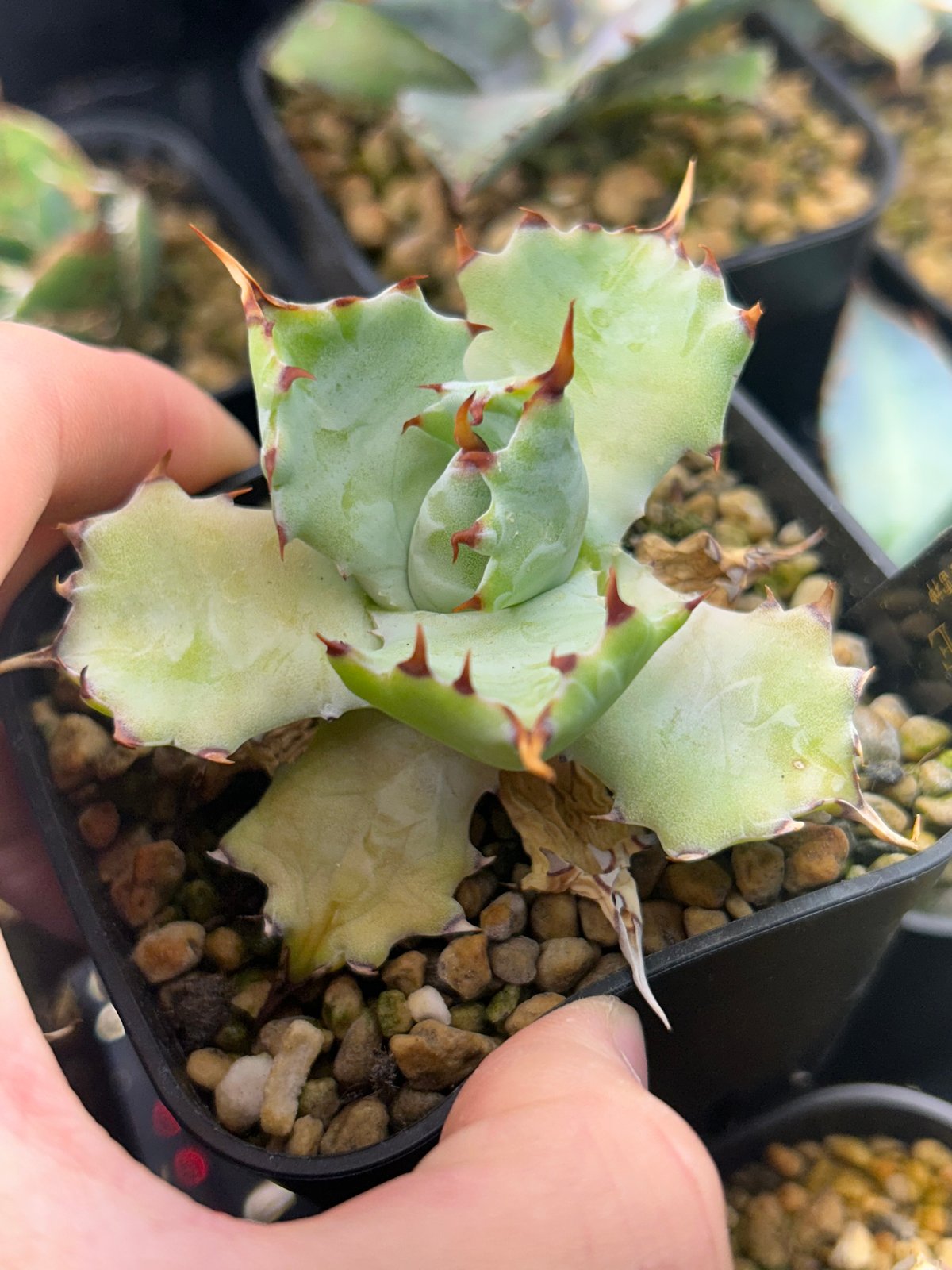 アガベ 特白肌（怒雷神×甲蟹）子株 発根済み | アガベ専門店 Heart plants.