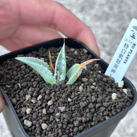 A-74 特白肌×妖炎　huplantsタグ付き