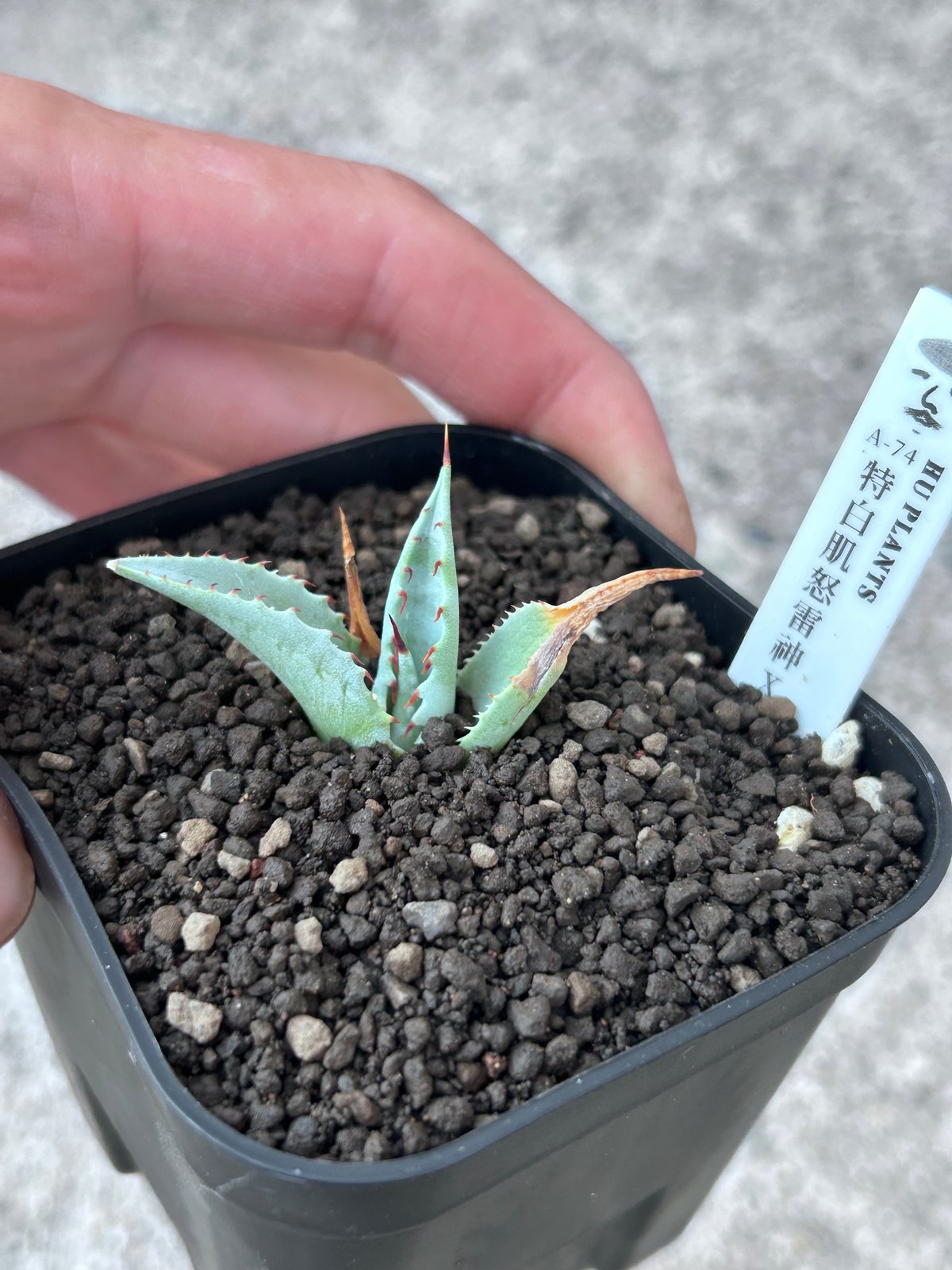 A-74 特白肌×妖炎 huplantsタグ付き | アガベ専門店 Heart plants.