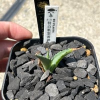 【極上子株】スナグルトゥース アガベ スナグルトゥース 子株 | アガベ専門店 Heart plants.