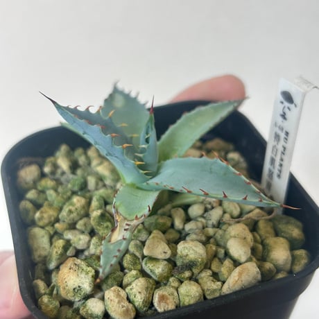 アガベ　特白肌×屈原　A68 huplantsタグ付き