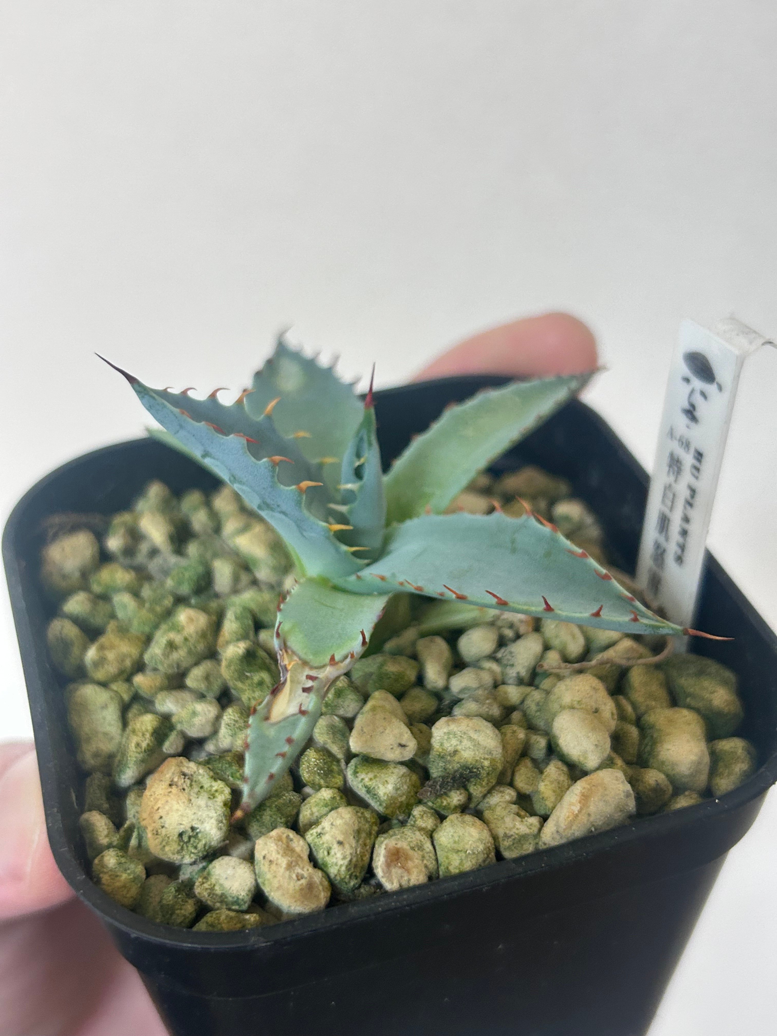 アガベ 特白肌×屈原 A68 huplantsタグ付き | アガベ専門店 Heart plants.