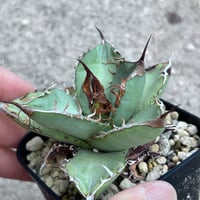アガベ　heart plants seedling 実生オテロイ　2024