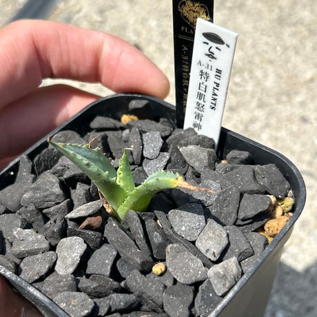 アガベ　huplants選抜　A31特白肌×姫巌龍　ギザギザ葉