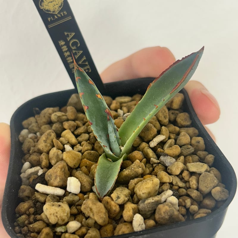 アガベ 裏棘＆超連棘屈原 子株 | Heartplants