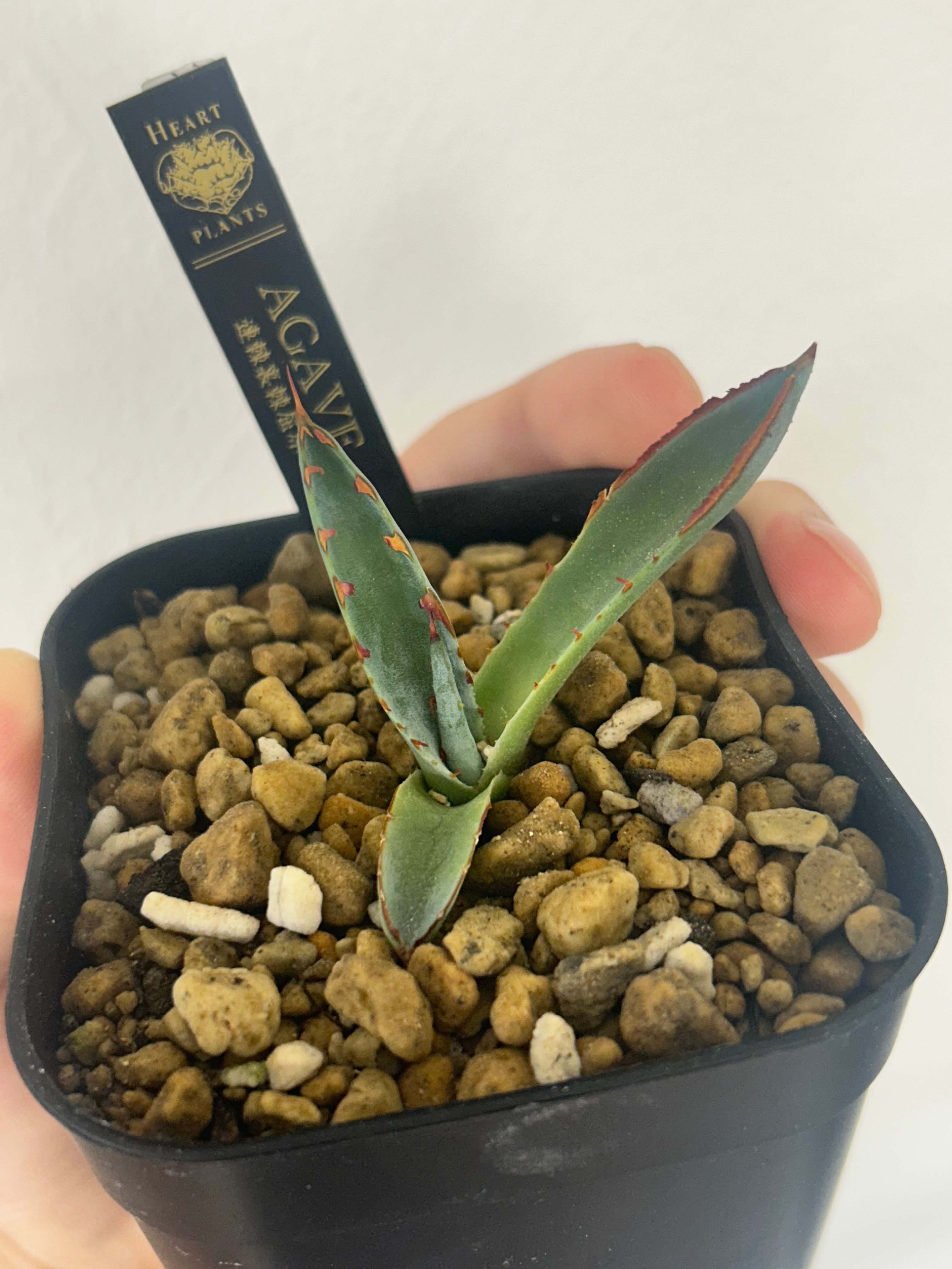 アガベ 裏棘＆超連棘屈原 子株 | アガベ専門店 Heart plants.