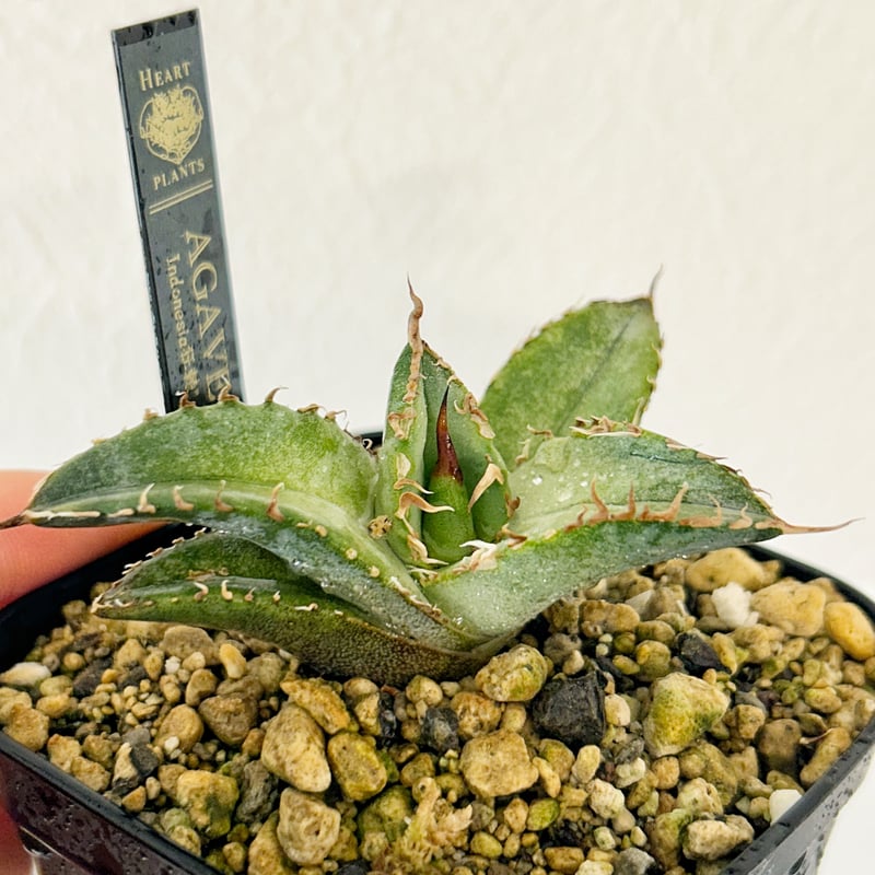 アガベ cok cg1 アガベ COK CG-1 インドネシア産 アガベ インドネシア